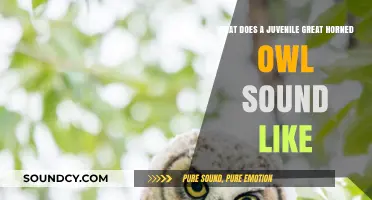 Echoes of Youth: The Unique Calls of Juvenile Great Horned Owls