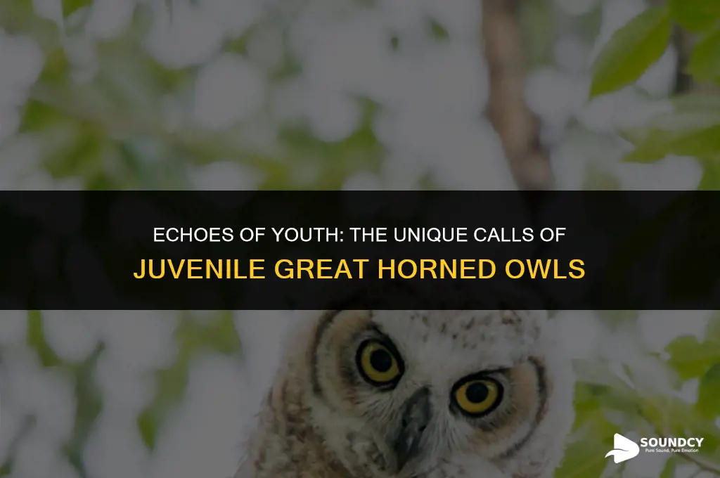 what does a juvenile great horned owl sound like