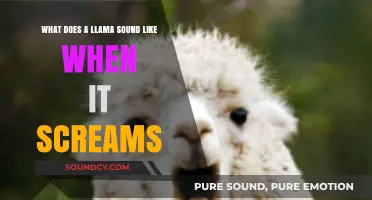 The Surprising Scream of Llamas: Unraveling the Mystery