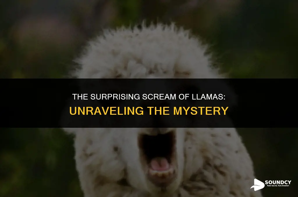 what does a llama sound like when it screams