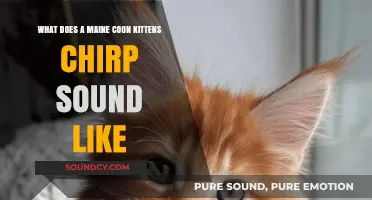 Decoding the Adorable Chirps of Maine Coon Kittens
