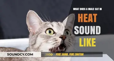Understanding Your Male Cat's Heat Cycle: Vocalizations and Behavior