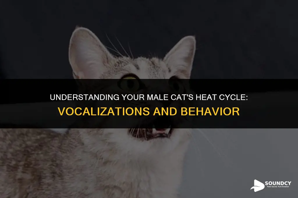 what does a male cat in heat sound like