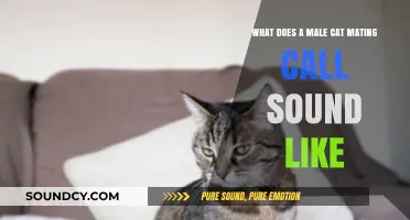 Understanding the Unique Vocalizations of Male Cats During Mating Season