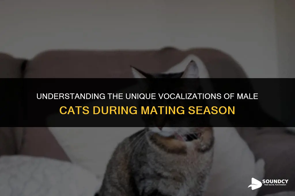 what does a male cat mating call sound like