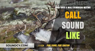 Echoes of the Tundra: Unveiling the Male Reindeer's Mating Call