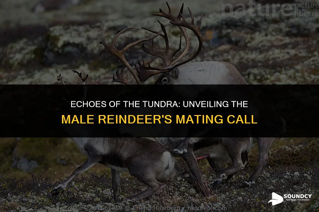 what does a male reindeers mating call sound like