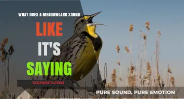 Decoding the Melody: What Does a Meadowlark Sound Like It's Saying?