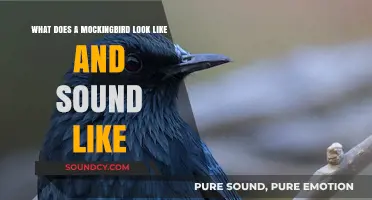 Discovering the Mockingbird: A Visual and Auditory Guide
