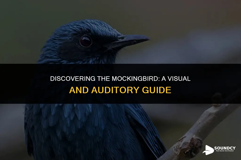 what does a mockingbird look like and sound like