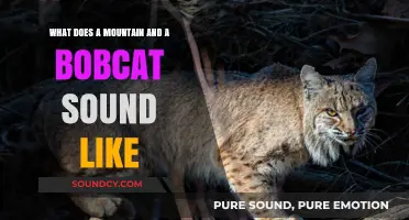 Echoes of the Wild: Unraveling the Sounds of Mountains and Bobcats