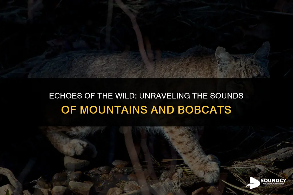 what does a mountain and a bobcat sound like