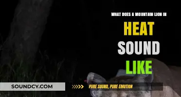 Decoding the Sounds: Mountain Lions in Heat and Their Calls