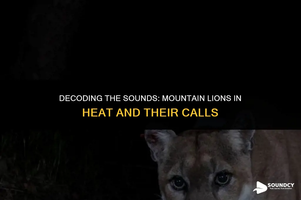 what does a mountain lion in heat sound like