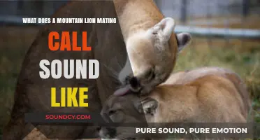 Echoes of the Wild: Unveiling the Mysterious Mountain Lion Mating Call