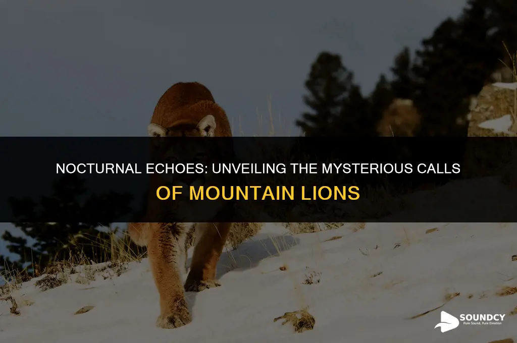 what does a mountain lion sound like at night