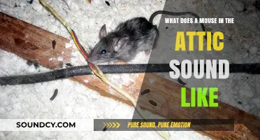 Scurrying Shadows: Decoding the Mysterious Noises of Attic Mice
