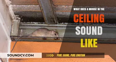 Scurrying Above: The Tell-Tale Signs of a Mouse in Your Ceiling