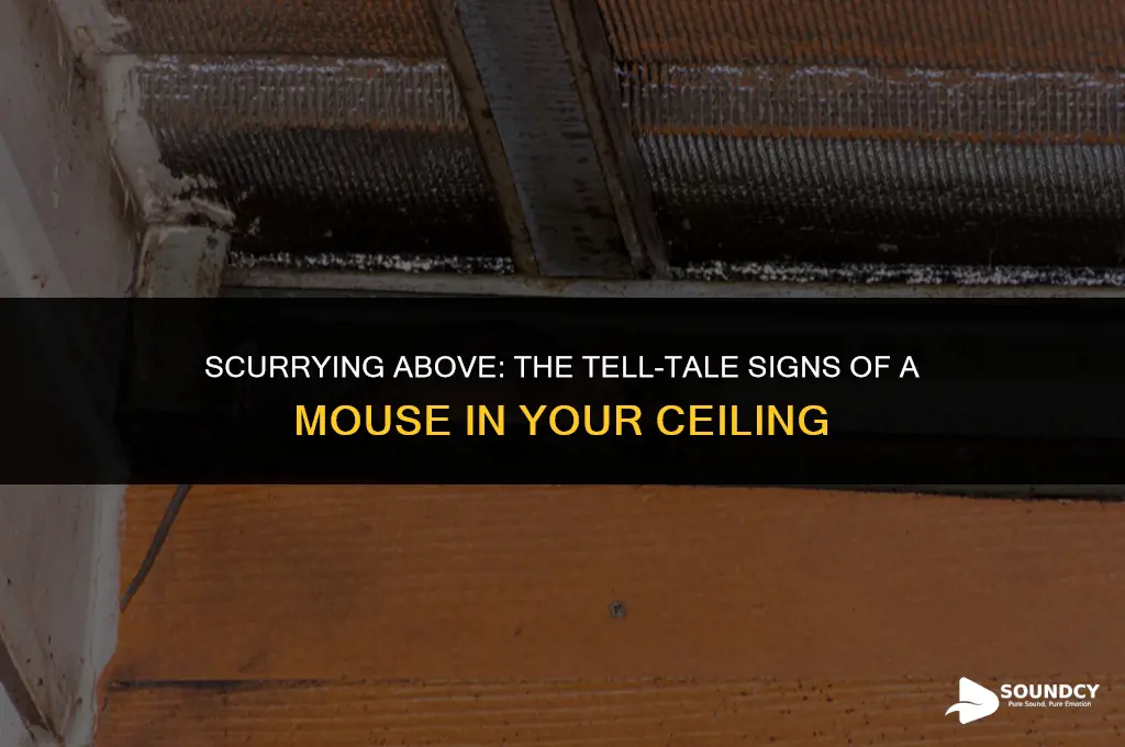 what does a mouse in the ceiling sound like