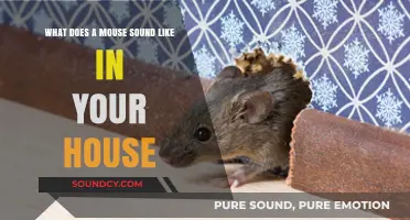 Exploring the Tiny Squeaks: What Does a Mouse Sound Like in Your House?