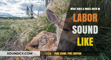The Unique Sounds of a Mule Deer in Labor: A Natural Symphony