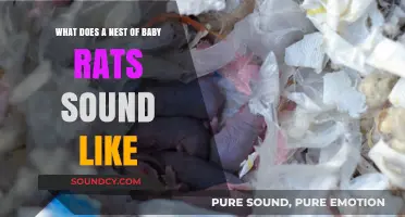 Exploring the Unique Soundscape of a Baby Rat Nest