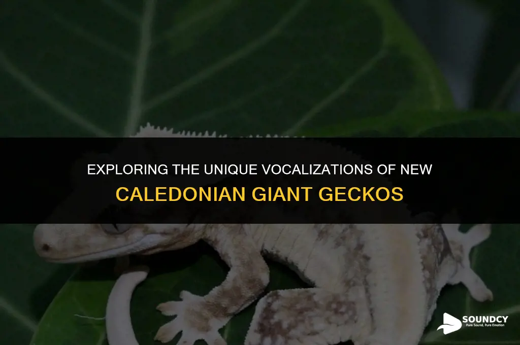 what does a new caledonian giant gecko sound like