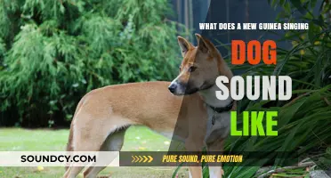 Echoes of the Wild: The Unique Song of New Guinea Singing Dogs