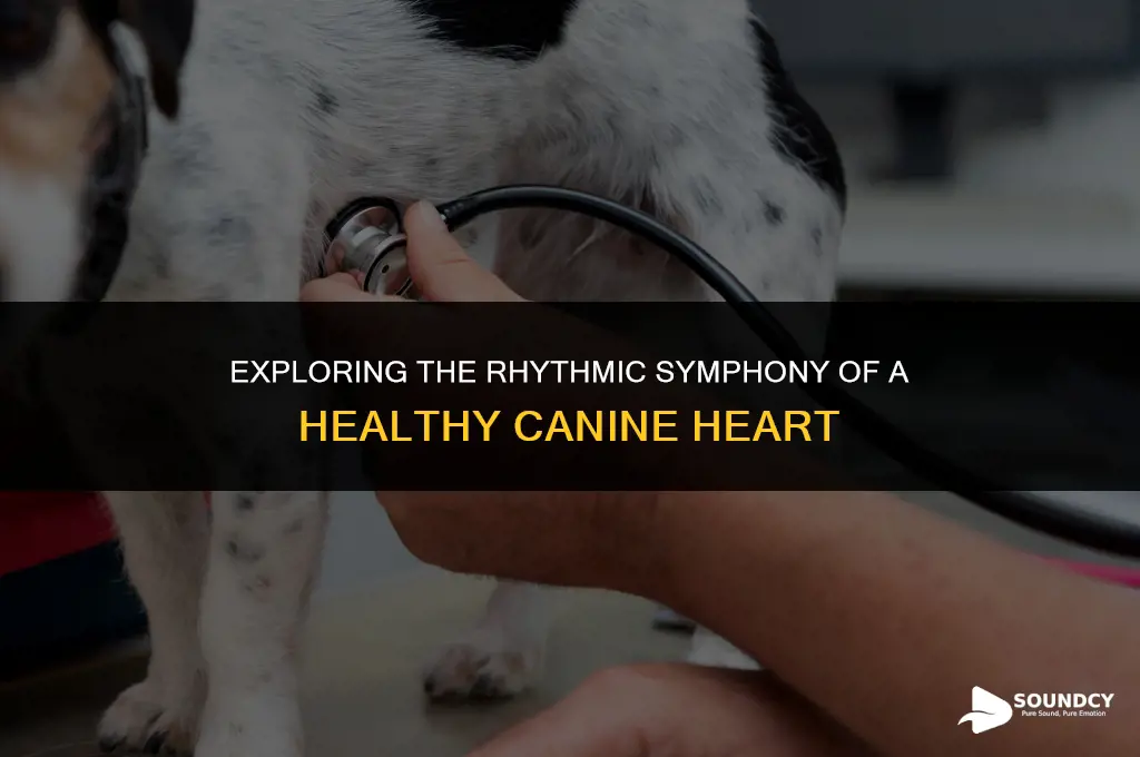 what does a normal dogs heart beat sound like