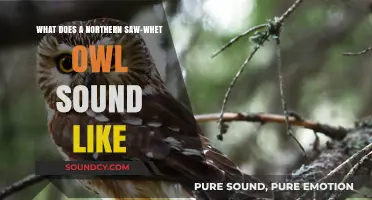 Echoes of the Forest: Unveiling the Northern Saw-Whet Owl's Call