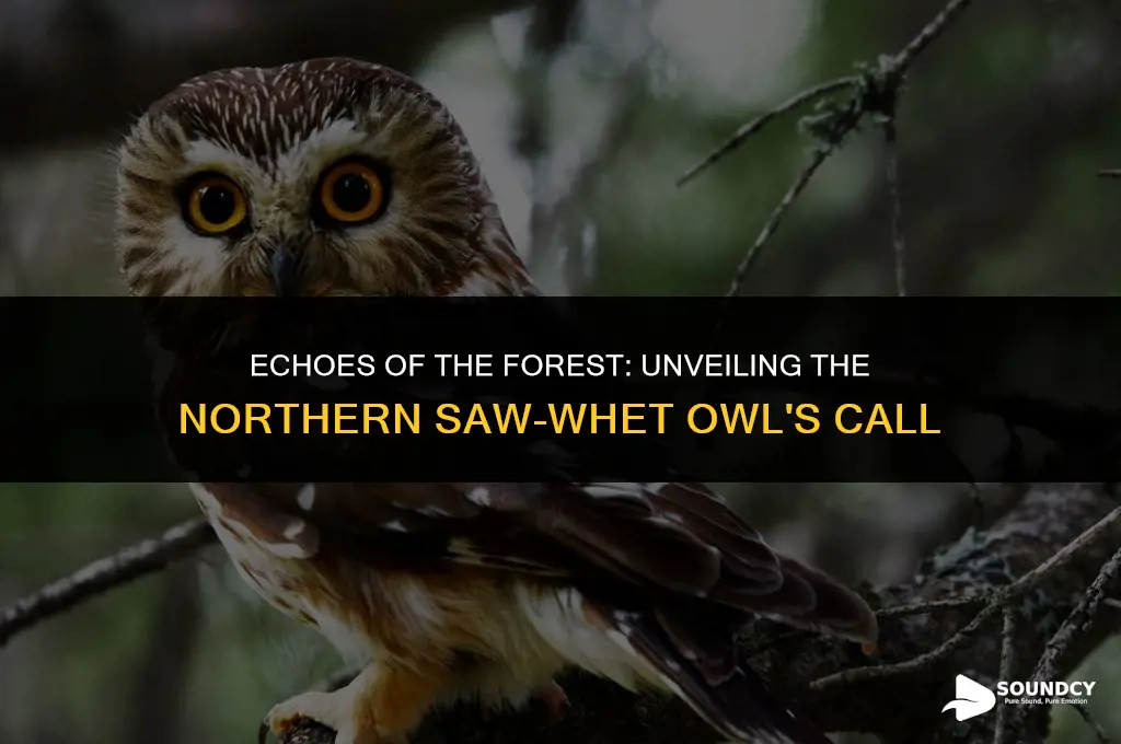 what does a northern saw-whet owl sound like