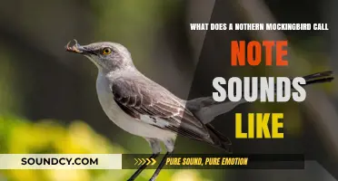 Exploring the Melodic Mimicry of the Northern Mockingbird's Call