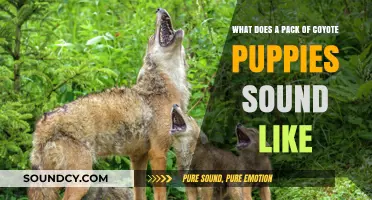 Howling Harmonies: The Enchanting Sounds of Coyote Pups