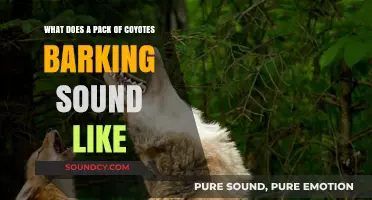 The Haunting Chorus: Unraveling the Mysteries of Coyote Calls
