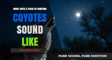 Echoes of the Wild: Unraveling the Mysteries of Coyote Calls