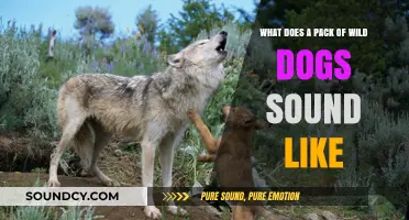 Echoes of the Wild: Unraveling the Mysteries of Wild Dog Calls