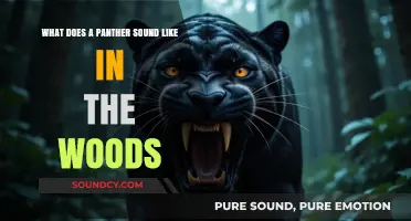 Echoes of the Elusive: Unveiling the Panther's Woodland Whispers