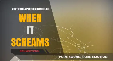 Unleashing the Roar: What Does a Panther Sound Like When It Screams?