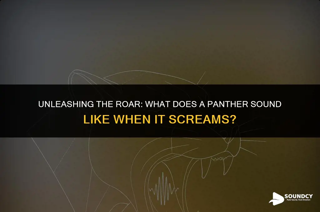what does a panther sound like when it screams