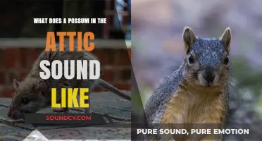Decoding the Mysterious Noises: Possum in the Attic?