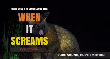 The Shocking Truth: Possum Screams and Their Surprising Sounds