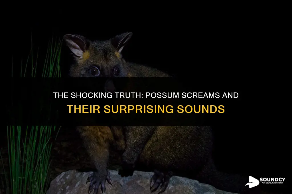what does a possum sound like when it screams