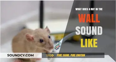 Identifying Rat Noises in Walls: Sounds, Signs, and Solutions