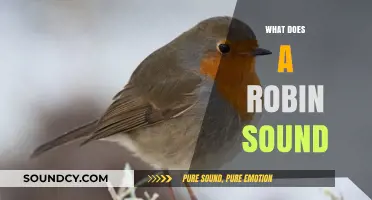 Discover the Unique Melodies: What Does a Robin Sound Like?