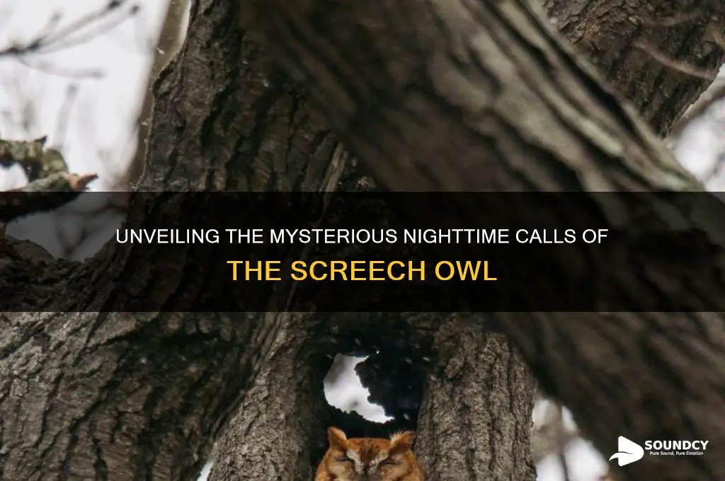 what does a screech owl sound like at night