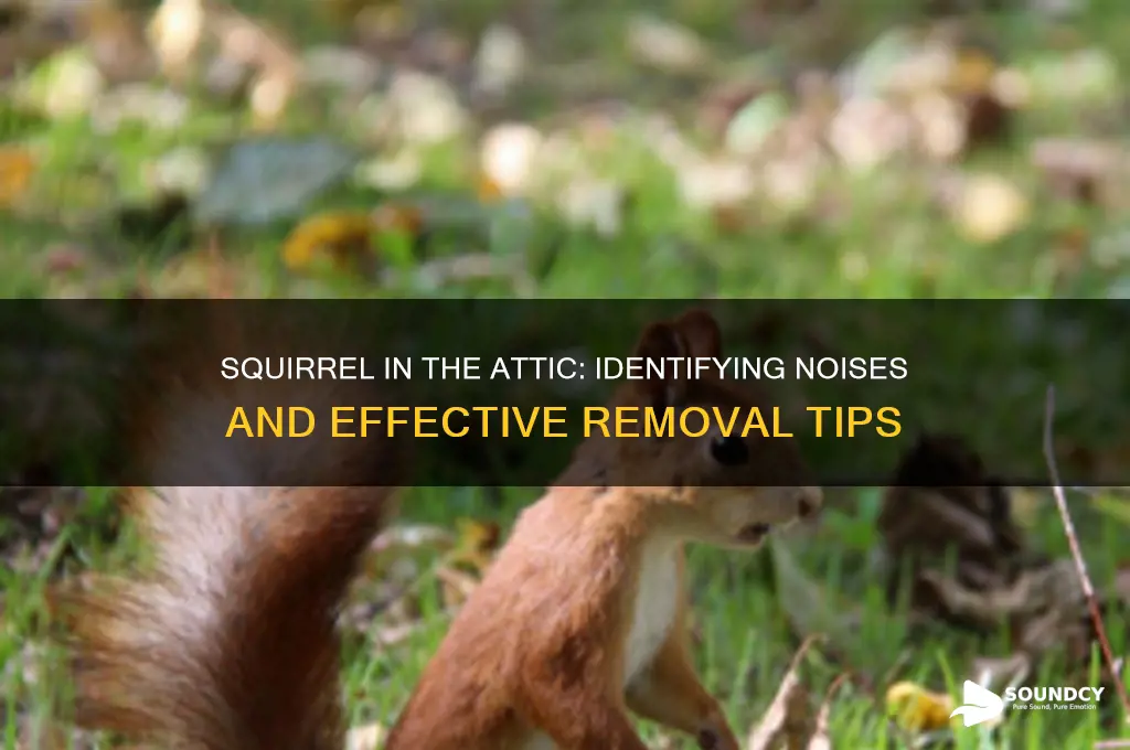 what does a squirrel in the attic sound like
