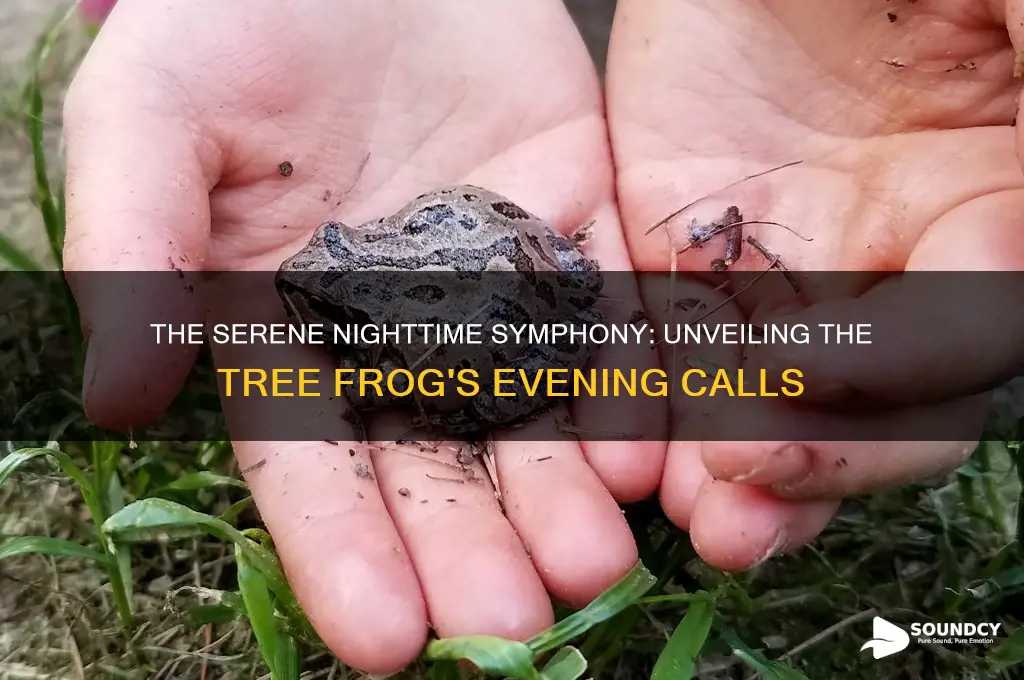 what does a tree frog sound like at night