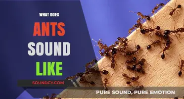 Unveiling the Mysterious Sounds of Ants: What Do They Really Sound Like?