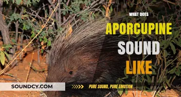 Unveiling the Unique Sounds of a Porcupine: What Does It Sound Like?