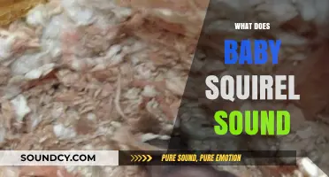 Understanding the Unique Sounds of Baby Squirrels: A Comprehensive Guide